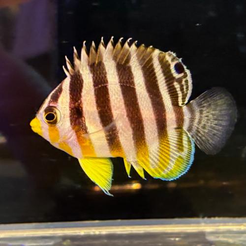 「海水魚」ヤッコ シマヤッコ 国内ブリード(Bグレード) kf000453「熱帯魚」「観賞魚」  ア...