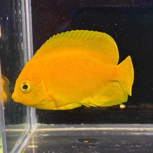 「海水魚」ヤッコ ヘラルドコガネヤッコ kf000440「熱帯魚」「観賞魚」  アクアリウム