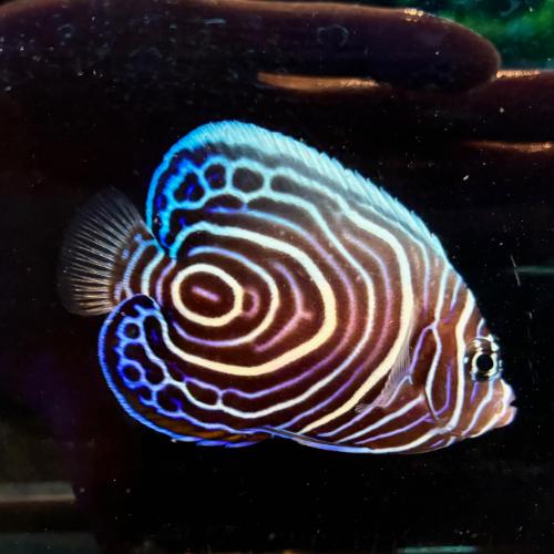 「海水魚」ヤッコ ウズマキ インド洋型 Mサイズ「熱帯魚」「観賞魚」  アクアリウム