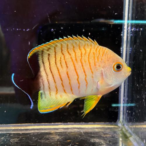 「海水魚」ヤッコ エイブリーエンゼル「熱帯魚」「観賞魚」  アクアリウム