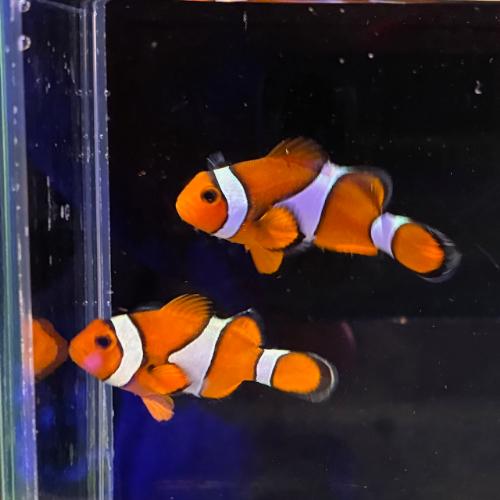 「海水魚」クマノミ ぺルクラクラウンアネモネフィッシュ インドネシア産 2匹組 kf000457「熱...