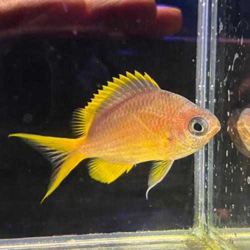 「海水魚」スズメダイ タンポポスズメダイ「熱帯魚」「観賞魚」  アクアリウム