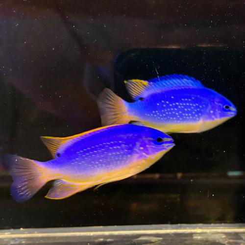 「海水魚」スズメダイ フィジーダムセル ペア「熱帯魚」「観賞魚」  アクアリウム