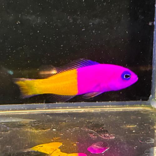 「海水魚」バイカラードティーバック「熱帯魚」「観賞魚」  アクアリウム