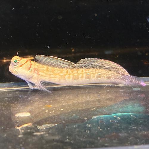 「海水魚」ギンポ コトジハナカエルウオ「熱帯魚」「観賞魚」  アクアリウム