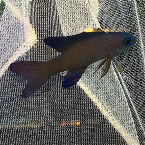 「海水魚」小型ハタ ツバメタナバタウオ(ブルーアセッサ)「熱帯魚」「観賞魚」  アクアリウム