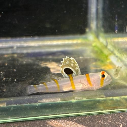 「海水魚」共生ハゼ ニチリンダテハゼ 小さ目サイズ「熱帯魚」「観賞魚」  アクアリウム