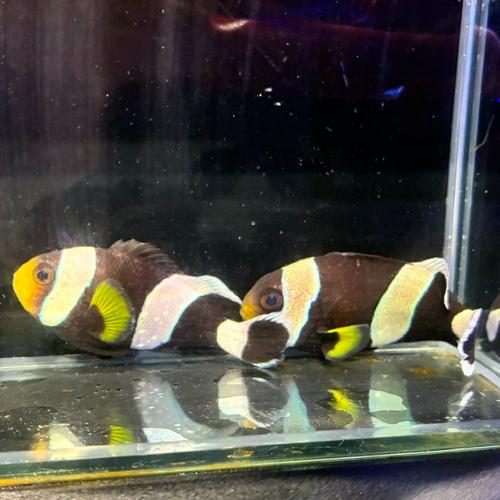 「海水魚」クマノミ ホワイトチップアネモネフィッシュLサイズ「熱帯魚」「観賞魚」 アクアリウム