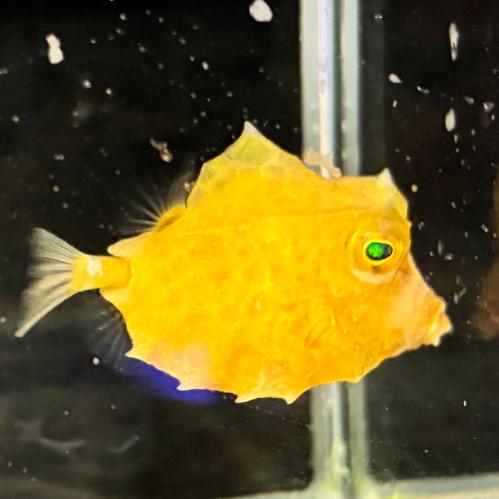 「海水魚」 フグ ラクダハコフグ「熱帯魚」「観賞魚」  アクアリウム