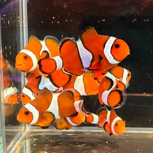 「海水魚」 クマノミ カクレクマノミ ワイルド「熱帯魚」「観賞魚」 「サンゴ」 アクアリウム