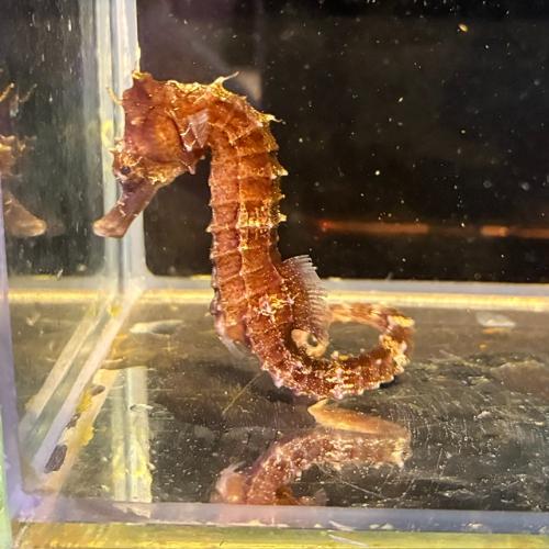 「海水魚」 タツ ラインドシーホース ブリード「熱帯魚」「観賞魚」 「サンゴ」 アクアリウム