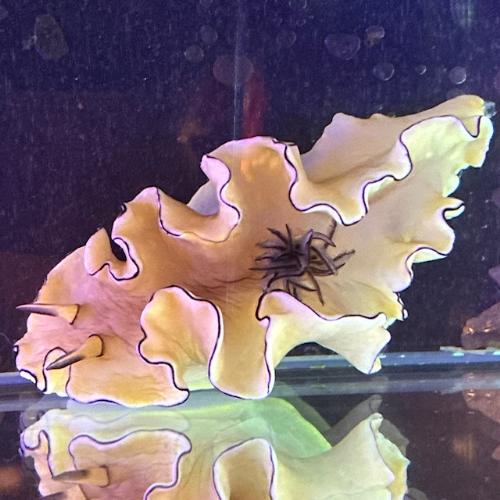 「海水魚」ウミウシ キイロウミウシ「熱帯魚」「観賞魚」  アクアリウム