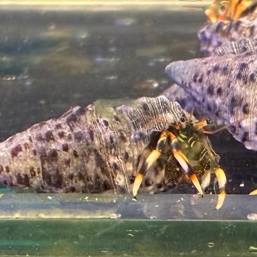 「海水魚」ヤドカリ マダラヨコバサミ(沖縄産)「熱帯魚」「観賞魚」  アクアリウム