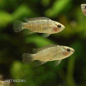 パイロットフィッシュおすすめ8選 入れるタイミングと期間も紹介 アクアリウムを楽しもう