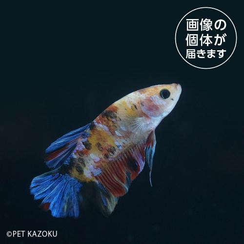 「熱帯魚」15_13aPKHM　ピンクバレンタイン　PNB02 「観賞魚」「金魚魚」「熱帯魚」  一...
