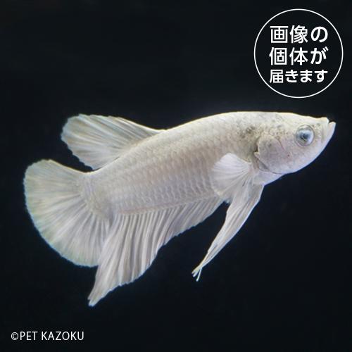「熱帯魚」15_16aPKHM　プラチナホワイト　PRH02 「観賞魚」「金魚魚」「熱帯魚」  一点...