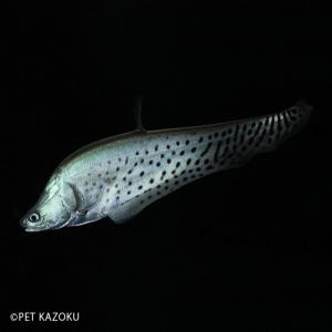 ロイヤルナイフ(ML) 2024おさかなセール熱帯魚・金魚