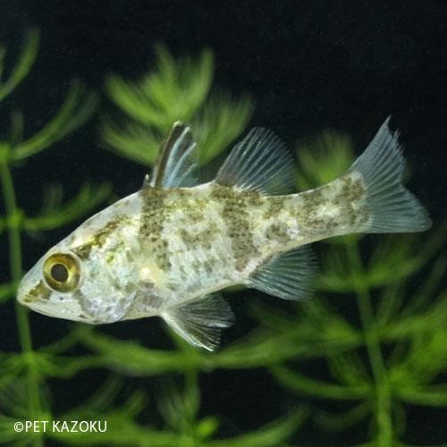 グロッサミア　アプリオン 2024おさかなセール熱帯魚・金魚