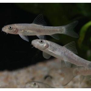 ドクターフィッシュの商品一覧 通販 Yahoo ショッピング