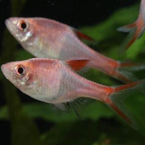 熱帯魚 黄色 ラスボラ 熱帯魚 アクアリウム用品 の商品一覧 ペット用品 生き物 通販 Yahoo ショッピング