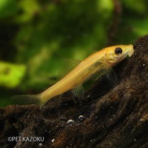 ゴールデンアルジーター 1匹 (4〜5cm程度) アクアリウム