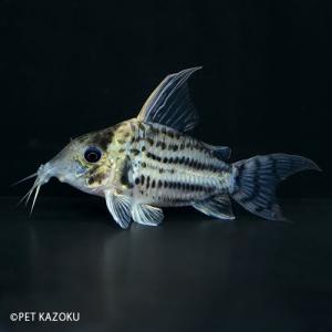 コリドラス シュワルツィ 熱帯魚 アクアリウム用品 の商品一覧 ペット用品 生き物 通販 Yahoo ショッピング
