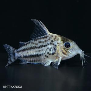 コリドラス シュワルツィ 熱帯魚 アクアリウム用品 の商品一覧 ペット用品 生き物 通販 Yahoo ショッピング
