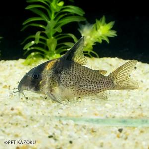 コリドラス ブレビロストリス (L) 1匹 (4〜5cm程度)　　在庫無し