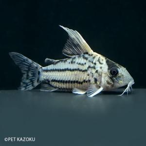 コリドラス シュワルツィ 熱帯魚 アクアリウム用品 の商品一覧 ペット用品 生き物 通販 Yahoo ショッピング