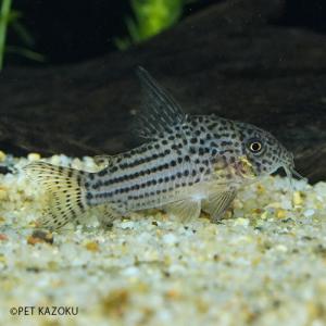 熱帯魚コリドラスの商品一覧 通販 Yahoo ショッピング