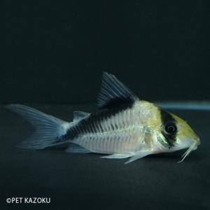 お買得 コリドラス スーパーパラレルス 飼育 ペット ショートノーズ コリドラス 熱帯魚 アクアリウム 魚 観賞魚 5 5 5cm程度 1匹 Pst05 タパジョス 熱帯魚 アクアリウム