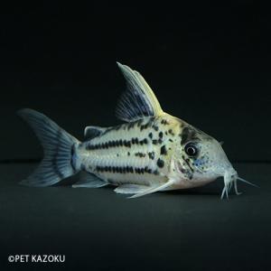 コリドラス シュワルツィ 熱帯魚 アクアリウム用品 の商品一覧 ペット用品 生き物 通販 Yahoo ショッピング