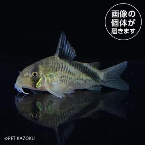 Ｃｏ，メリニ（コロンビア）　ＭＬＮ０１ 11月新入荷熱帯魚