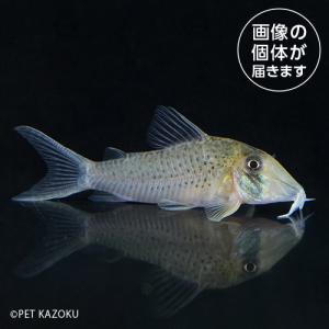 20240430_26aＣｏ，ロングノーズシクリ（ペルー）PLS02 5月新入荷商品　淡水魚｜pet-kazoku