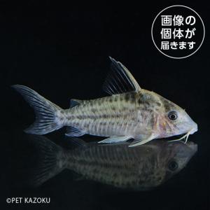 20240507_26aＣｏ，ロブスタス（フマイタ）（XL)RBF06 6月新入荷商品　淡水魚｜pet-kazoku