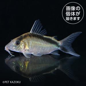 20240514_16aＣｏ，ロングノーズアクアータス（ペルー）CLA01 6月新入荷商品　淡水魚｜pet-kazoku