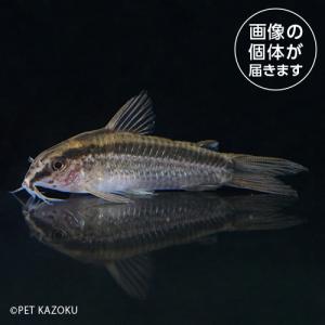 20240514_25aＣｏ，グラキリス（アバカシ）CGA05 6月新入荷商品　淡水魚｜pet-kazoku