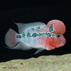 フラワーホーン 混泳の商品一覧 通販 Yahoo ショッピング