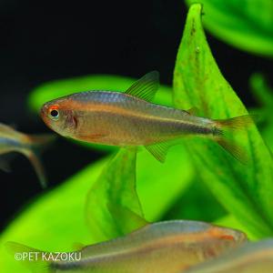 インパクティスケリー 熱帯魚 の商品一覧 生き物 生体 ペット用品 生き物 通販 Yahoo ショッピング