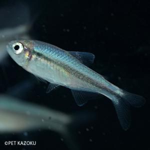 未来アクアリウムヤフー店 小型カラシン カラシン Yahoo ショッピング