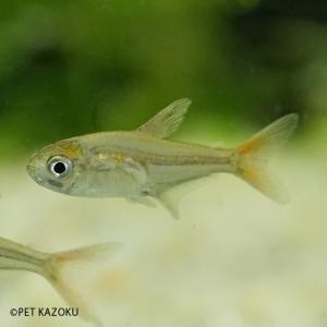 未来アクアリウムヤフー店 小型カラシン カラシン Yahoo ショッピング