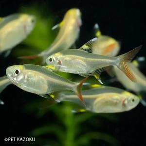 未来アクアリウムヤフー店 小型カラシン カラシン Yahoo ショッピング