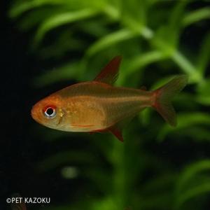 未来アクアリウムヤフー店 小型カラシン カラシン Yahoo ショッピング