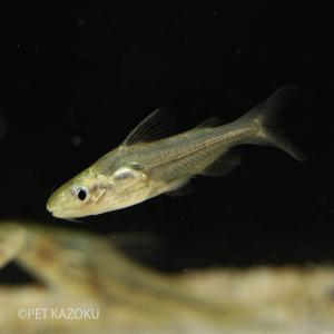 未来アクアリウムヤフー店 アジア産小型種 ナマズの仲間 Yahoo ショッピング