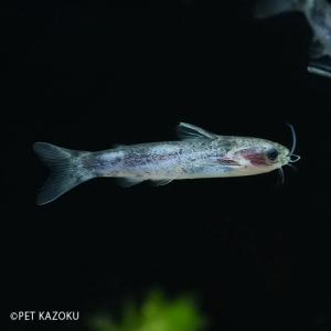 未来アクアリウムヤフー店 南米産小型種 ナマズの仲間 Yahoo ショッピング