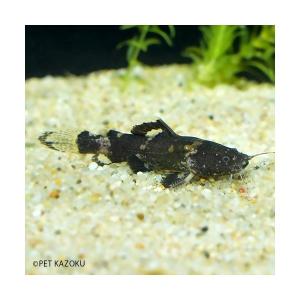 未来アクアリウムヤフー店 ナマズの仲間 熱帯魚 Yahoo ショッピング