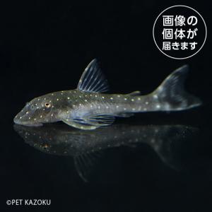 20240514_15aパラオトシン・ハロルドイ（ピアウイ）POH05 6月新入荷商品　淡水魚｜pet-kazoku