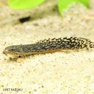 ポリプテルス パルマス ブティコフェリー (セネガルスリバー)