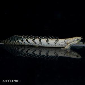 ポリプテルス 種類 鑑賞魚生体 の商品一覧 熱帯魚 アクアリウム用品 ペット用品 生き物 通販 Yahoo ショッピング