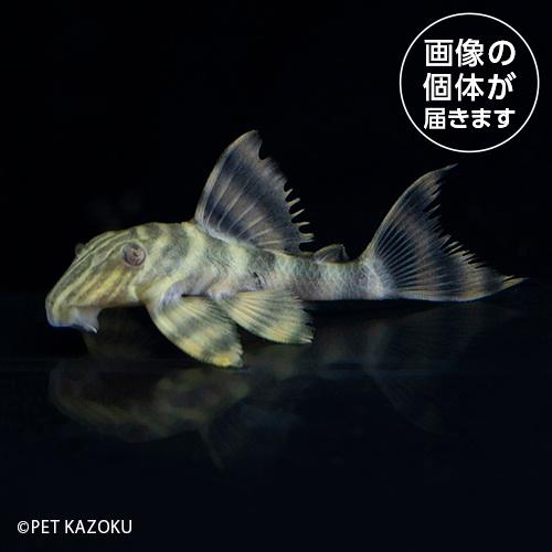 タパジョスニュータイガープレコ（タパジョス）TNT01 2024おさかなセール熱帯魚